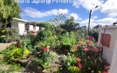 Ganadores concurso jardines